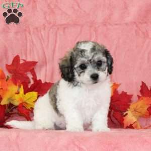 Darren, Bich-Poo Puppy
